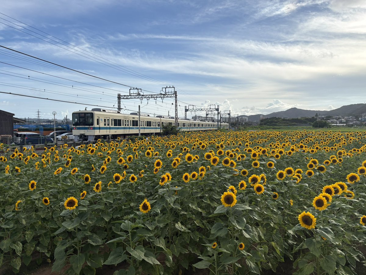 train_zaemon's tweet photo. 道の駅どうし→山中湖→ほうとう小作→道の駅足柄→ひまわり畑🌻→帰宅
ひまわり見頃だった🥰 https://t.co/MozTlkKjOl
