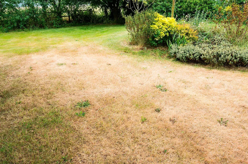 stephsells757's tweet photo. Quick and simple advice on getting your lawn back to being green after a heatwave. https://t.co/rYjEuOZoJk https://t.co/qV0AbETjbQ