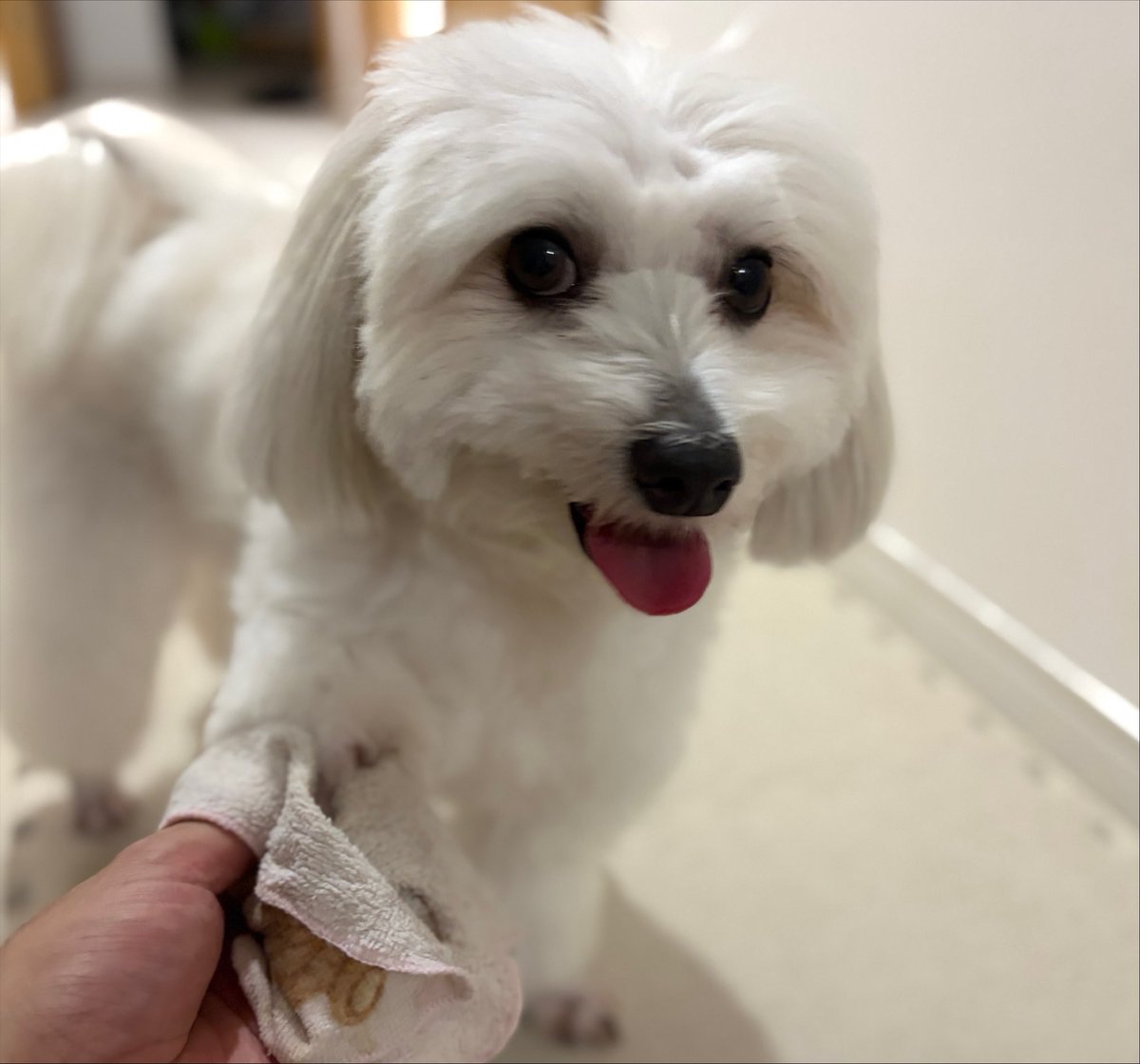 Doggo_MalPapi's tweet photo. 拭き拭きしてもらってます🐶 https://t.co/aZ6o5x2ZRL