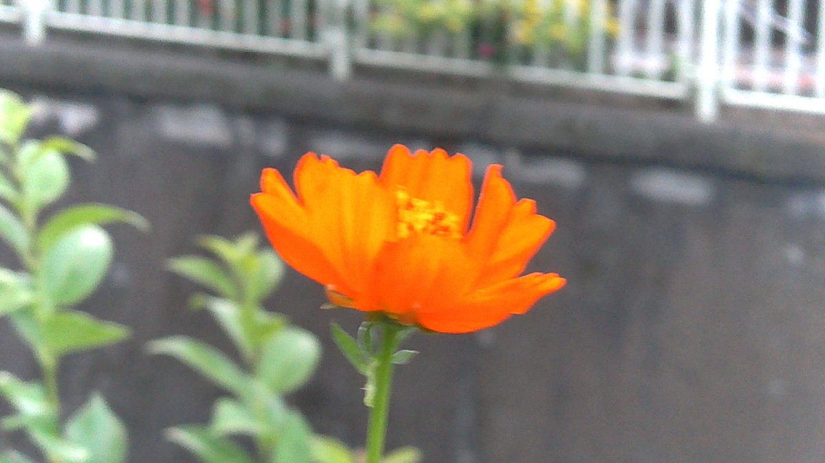 sokasgi24's tweet photo. 夕方🌆の花達💐 https://t.co/jQtLFAZ6oF