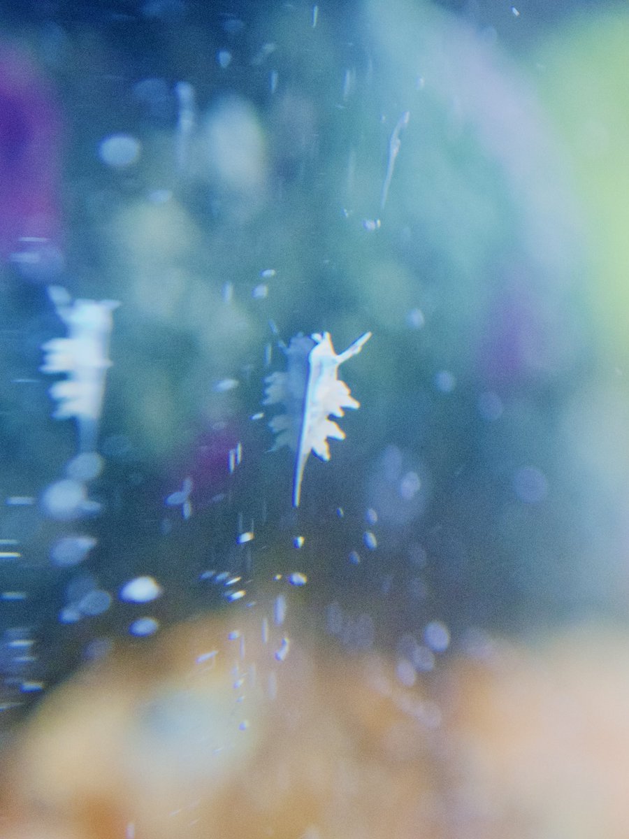 tsukouta_lab's tweet photo. このフォルム……まさかアカエラミノウミウシの赤ちゃん！？
確かに前に卵産んでたし、ここ2週間は海にも行ってないから、孵化して大きくなったと考えるのが妥当なのか？
頑張って大きくなってほしいなー https://t.co/5ugBCxS7QV