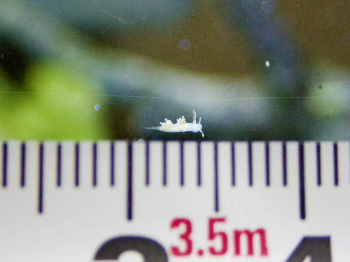 tsukouta_lab's tweet photo. このフォルム……まさかアカエラミノウミウシの赤ちゃん！？
確かに前に卵産んでたし、ここ2週間は海にも行ってないから、孵化して大きくなったと考えるのが妥当なのか？
頑張って大きくなってほしいなー https://t.co/5ugBCxS7QV