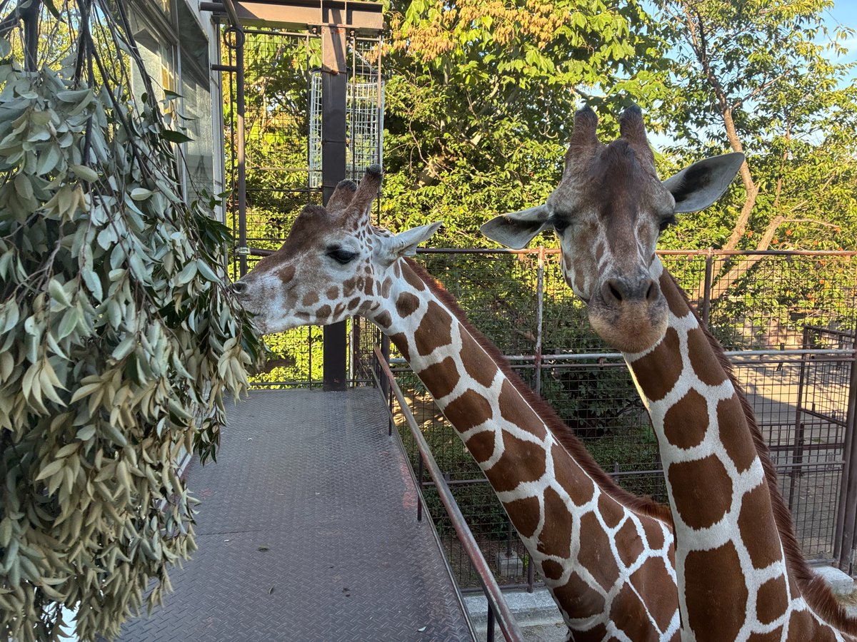 kobeojizoo's tweet photo. トワイライトZOO　１日目終了しました🐯
様々なイベントを通して元気に動く動物を見ていただきました！🦒
明日、明後日も開催していますので、ぜひお越しください！！
https://t.co/H0Q181hgZw
#王子動物園 #トワイライトＺＯＯ https://t.co/y7HnOKnR5m