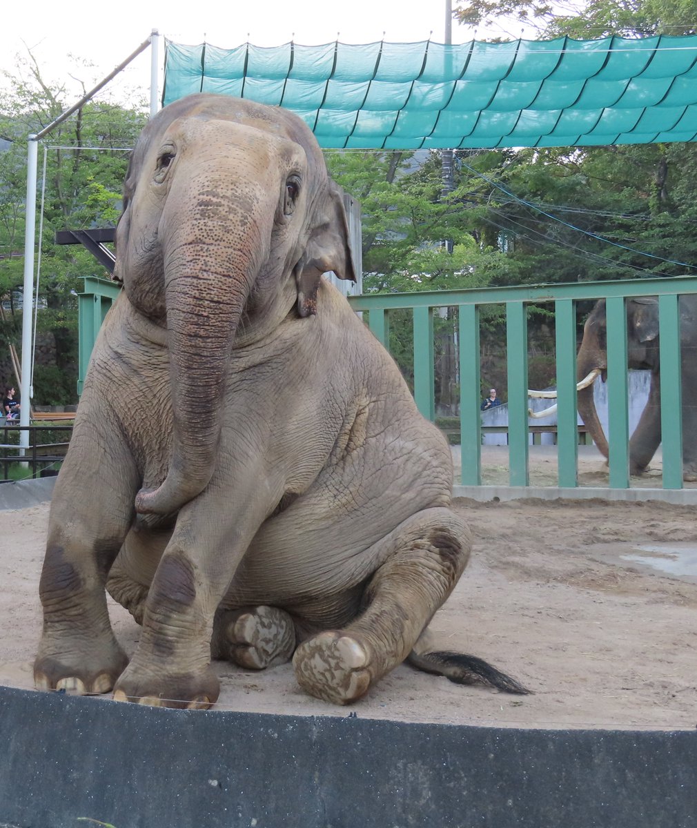 kobeojizoo's tweet photo. トワイライトZOO　１日目終了しました🐯
様々なイベントを通して元気に動く動物を見ていただきました！🦒
明日、明後日も開催していますので、ぜひお越しください！！
https://t.co/H0Q181hgZw
#王子動物園 #トワイライトＺＯＯ https://t.co/y7HnOKnR5m