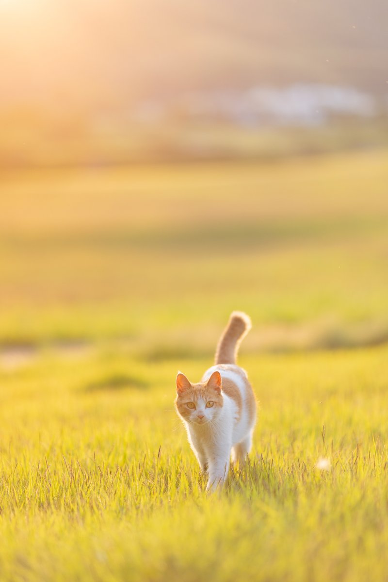 sakura_ponzu's tweet photo. 全ての猫が幸せでありますように✨✨

#世界猫の日 https://t.co/FyreX94oNy