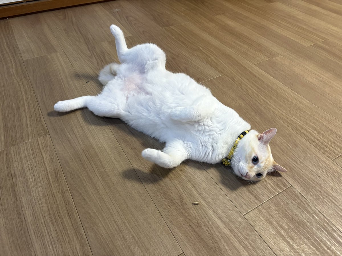 Post by 🐾邪悪な🍑ねこ🐾 on X: #世界猫の日