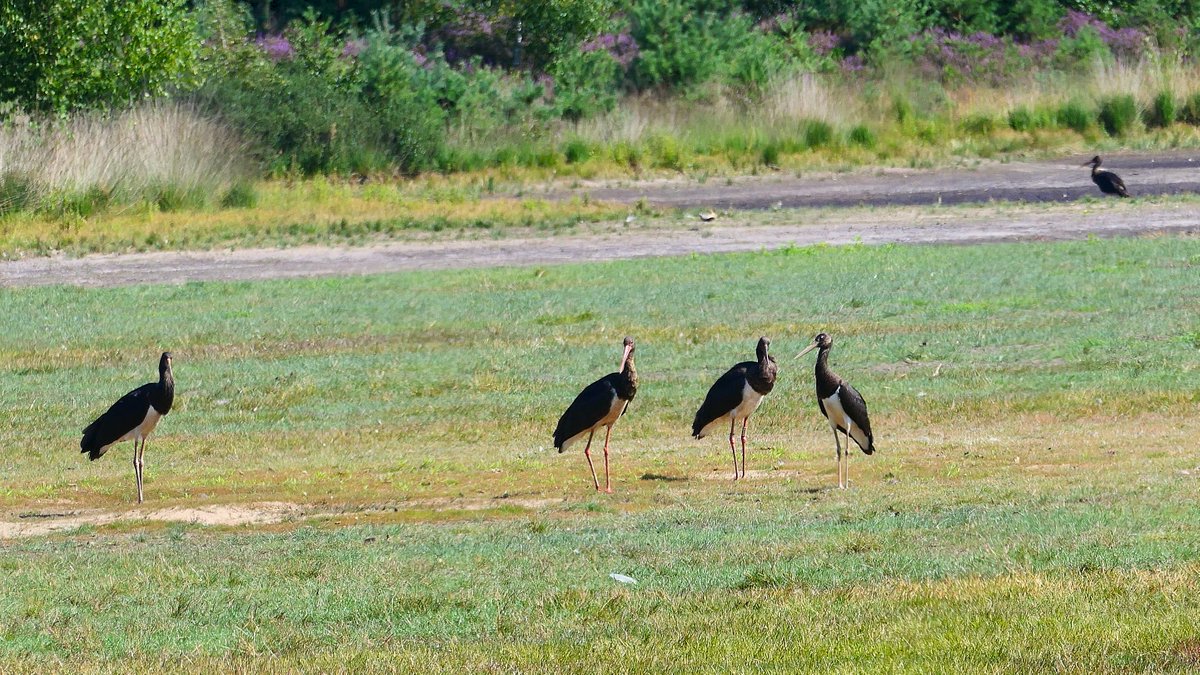 HarryWolbers's tweet photo. Maar liefst 5 zwarte ooievaars in het ven #vogels https://t.co/NAqHdROOTI
