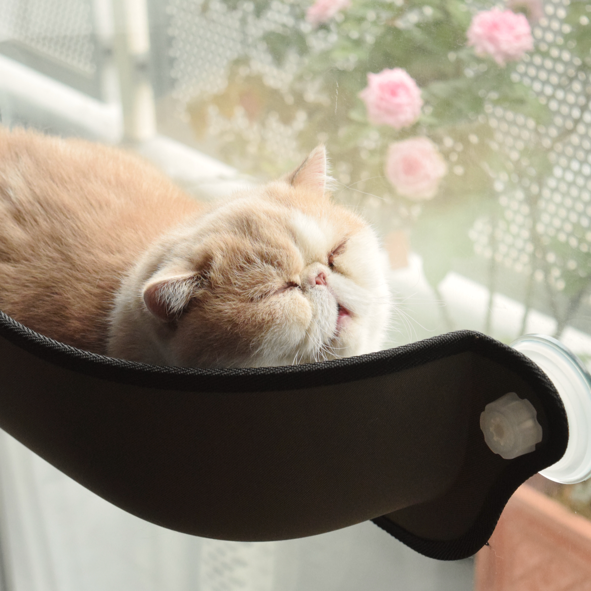 kaorilly's tweet photo. 我が家は「毎日猫の日」と制定されてるけど、
世界中の猫よ、幸せであれーーー！
#世界猫の日 https://t.co/zlm8tkxHMJ