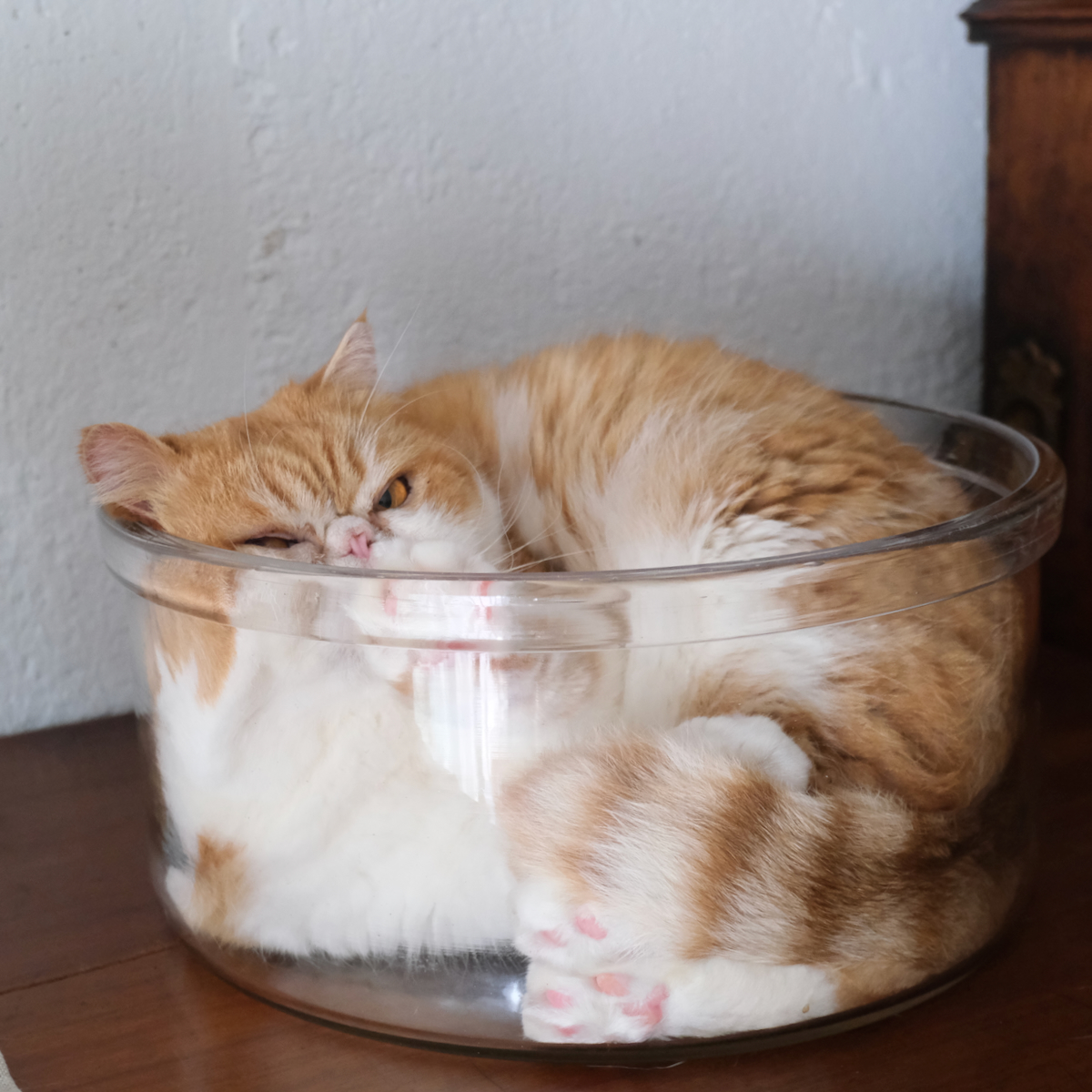 kaorilly's tweet photo. 我が家は「毎日猫の日」と制定されてるけど、
世界中の猫よ、幸せであれーーー！
#世界猫の日 https://t.co/zlm8tkxHMJ
