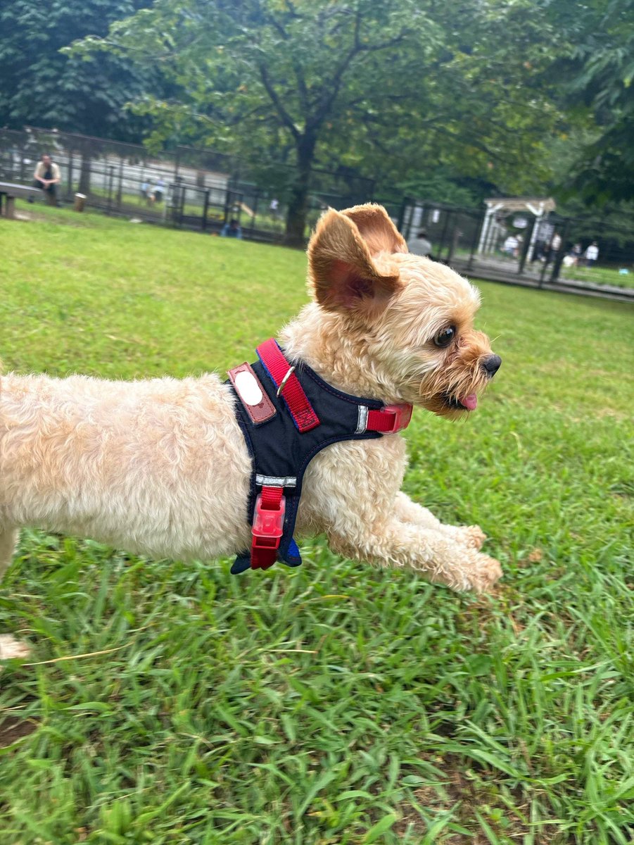 so_ta199810's tweet photo. 少し遠出してお気に入りのドッグランへ🐶
わんこがいつの間にか泳げるようになってた https://t.co/6n6wT6dCFI