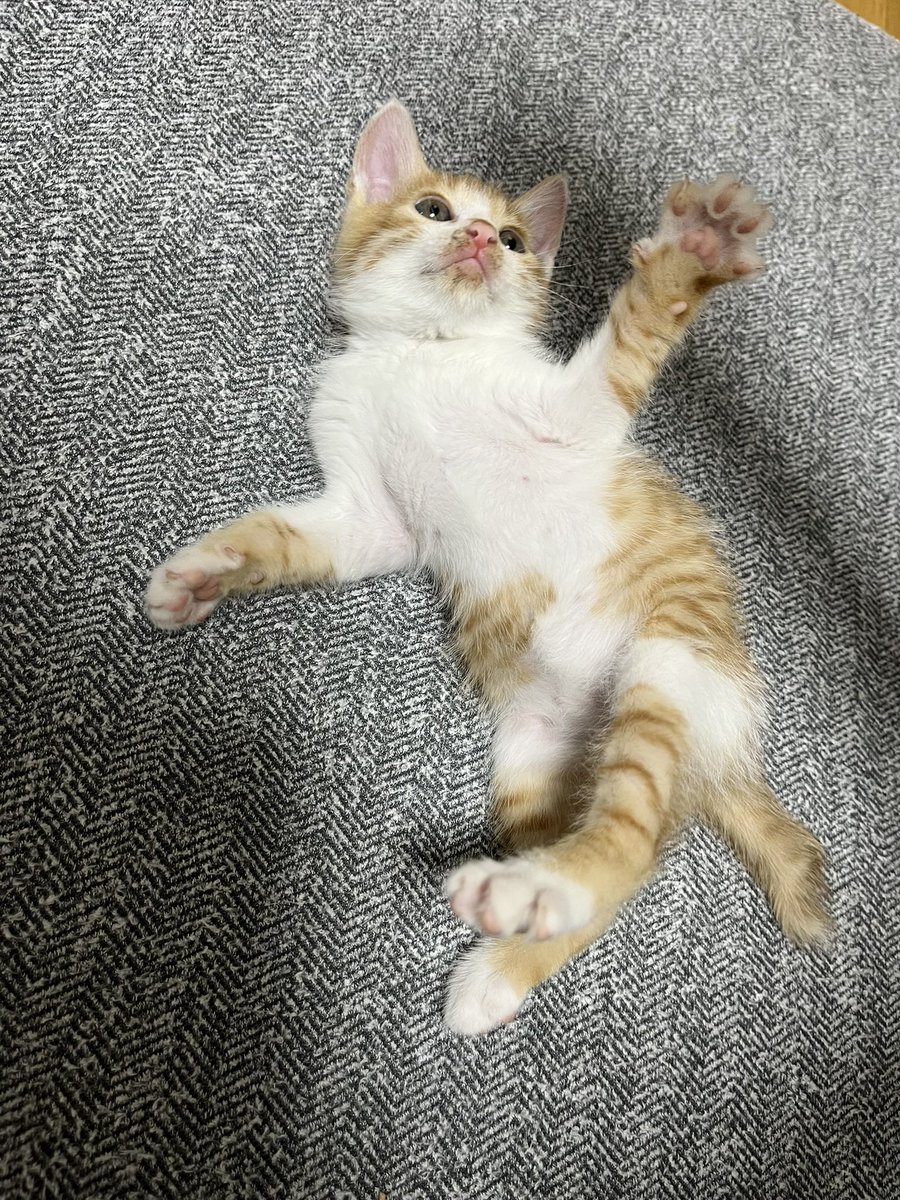 chairoi728's tweet photo. すべての猫が幸せになれますように
#世界猫の日 https://t.co/6Pc37h7EWp