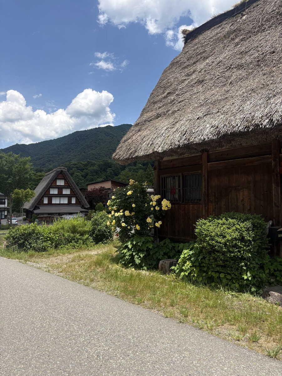 harapppaa's tweet photo. この間白川郷に行ってきました🌻
風情があって夏を感じれてとっても素敵でした〜🏞️ 
みな��んの夏はどんな予定ですか？🤤 https://t.co/o9kVlDPqkJ