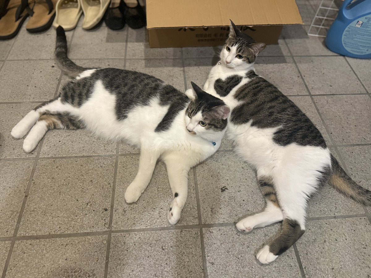 ms6_mt8's tweet photo. #世界猫の日　

今年も玄関でゴロンしてる https://t.co/0PZIXy0pWT