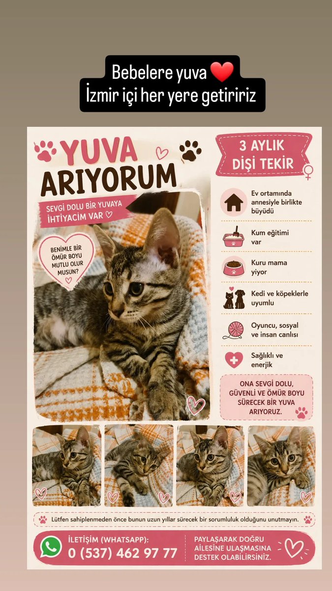 5_n_1_k's tweet photo. Annelerini sokakta hamileyken buldum. Bebeler 3 aylık oldular, kuru mama yiyorlar kum eğitimleri var. #izmir ve çevre illerde yuva arıyoruz

#DünyaKedilerGünü https://t.co/URVPO9VLlV