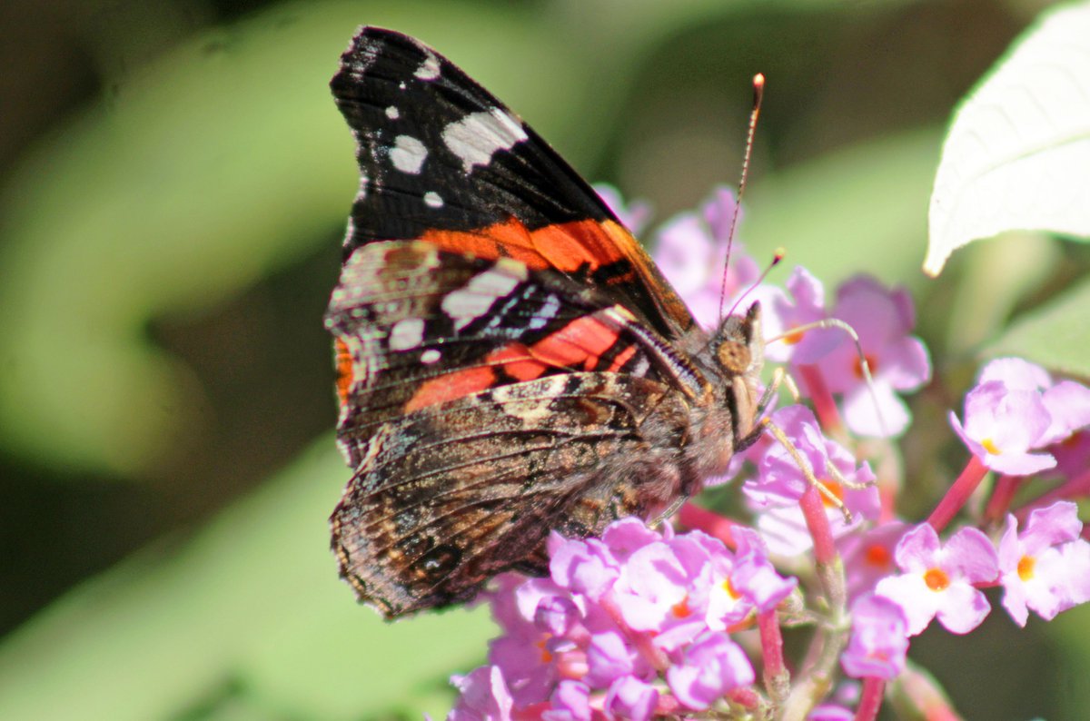MorvienR's tweet photo. I just counted 25 butterflies in the Big #ButterflyCount. Help @SaveButterflies & join in https://t.co/6Qccw1ob3O #ButterflyCount including this red admiral🦋@Team4Nature2 @WildlifeMag @Britnatureguide @BC_Norfolk @britbutterflies @BBCSpringwatch @NatureUK @WildlifeTrusts https://t.co/YTurAEBYk8