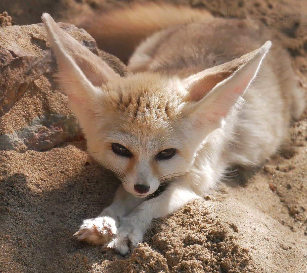 applekisaragi23's tweet photo. 今日(8/8)のフェネック🦊のサラちゃん🦊です💕
(ラテくん🦊のお母ちゃんです)

#井の頭自然文化園　#フェネック https://t.co/HkGFd9tr7O
