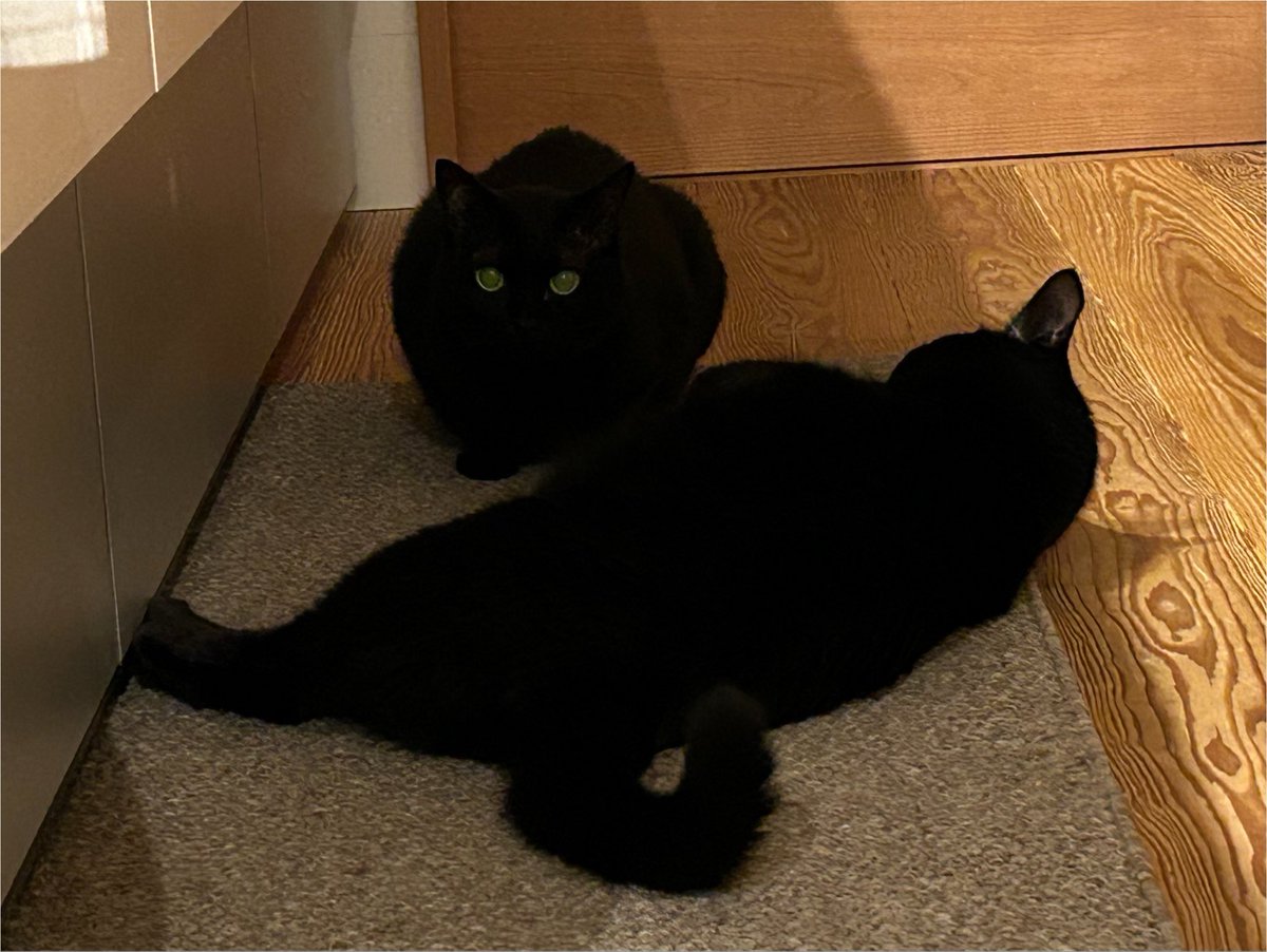 seamochan2's tweet photo. #世界猫の日 https://t.co/TOswkBTRkh
