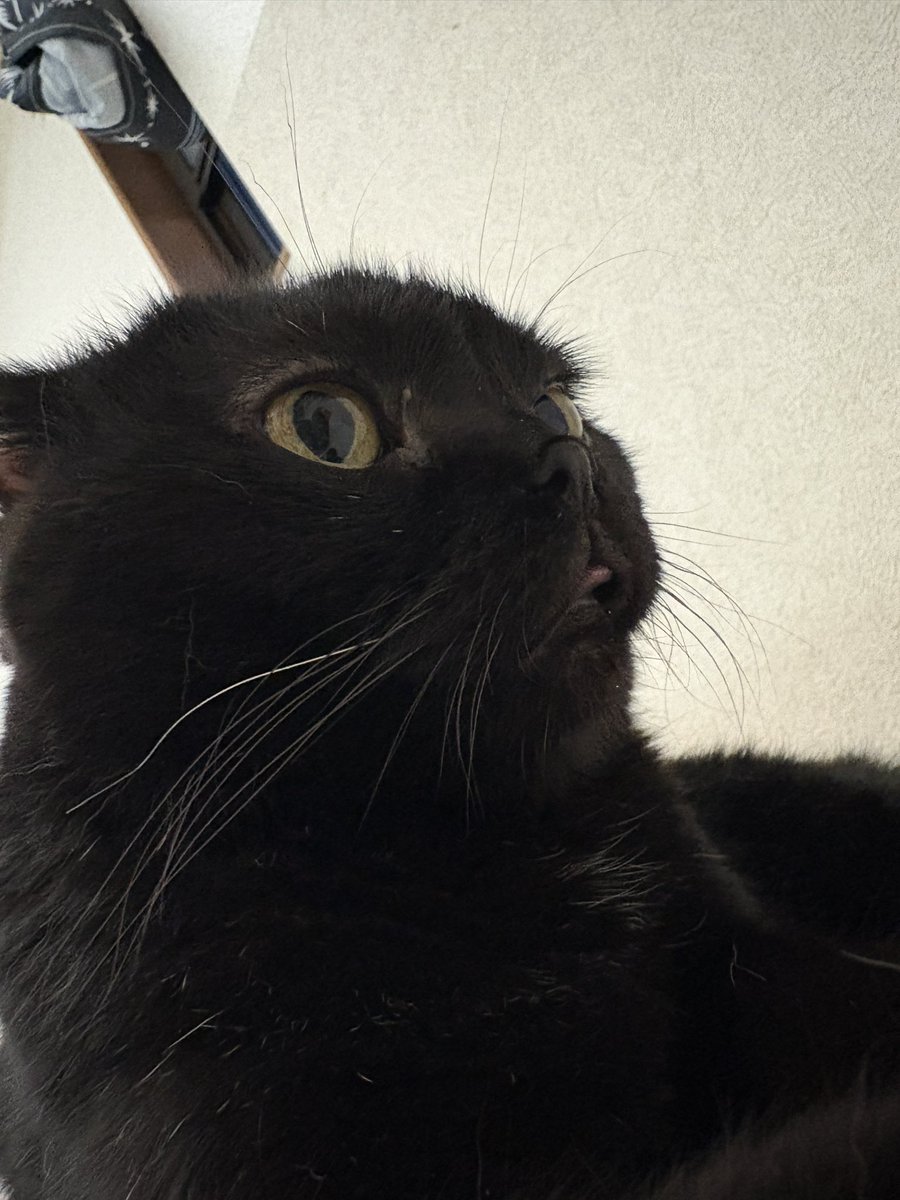 ricasaeki's tweet photo. 猫おやつライブ　21時配信開始にゃーん　https://t.co/RFECSwZb11

＼雷⚡️やんだにゃん／ https://t.co/fs8lUhCGC0