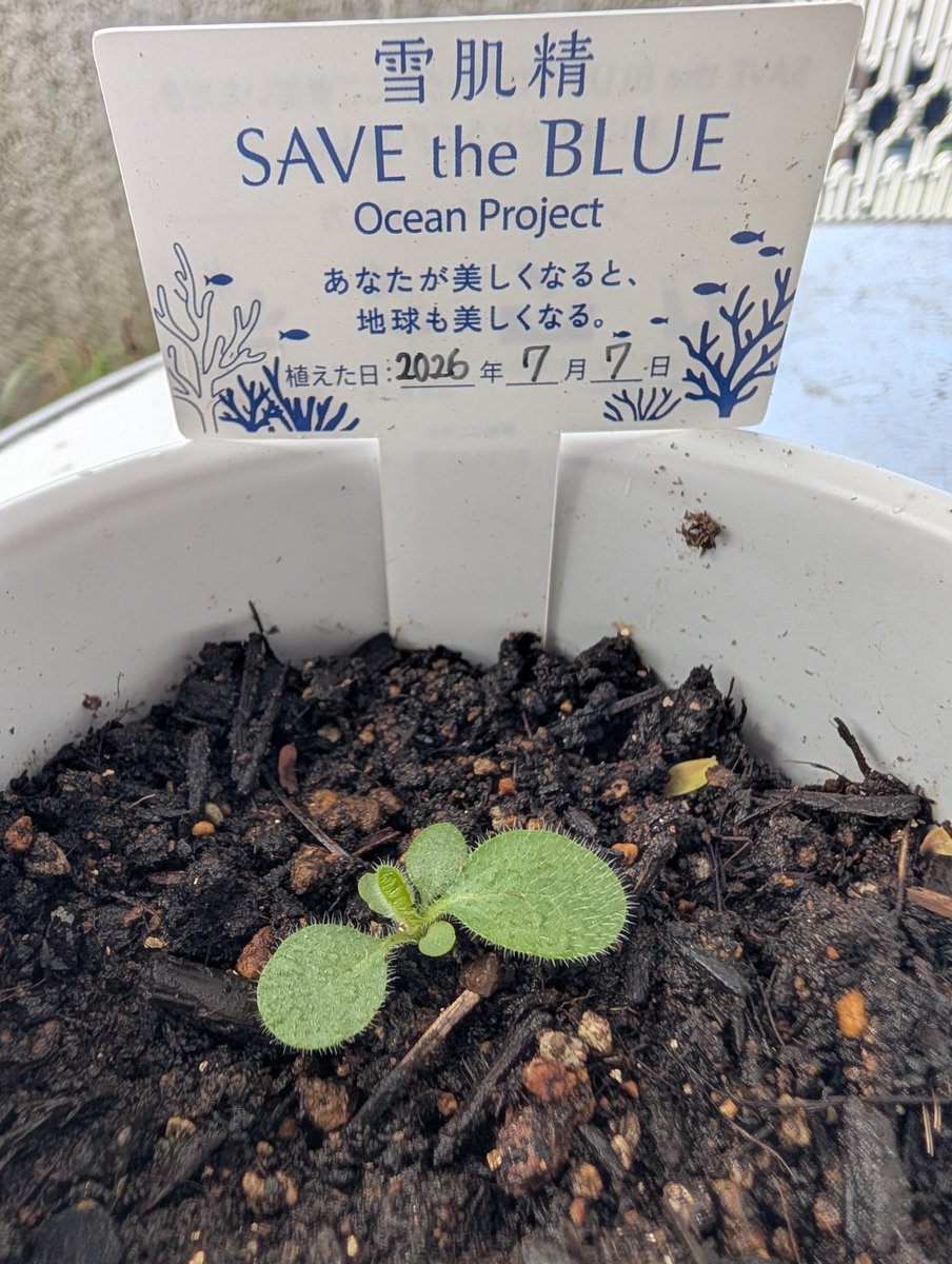 sNoW63455735's tweet photo. ポップアップで頂いた種
猛暑に負けずに発芽しました🌱✨
どんな子に育つのか楽しみです💙
#雪肌精 #冷やし雪肌精 #SAVEtheBLUE https://t.co/JQUqPHAbTE