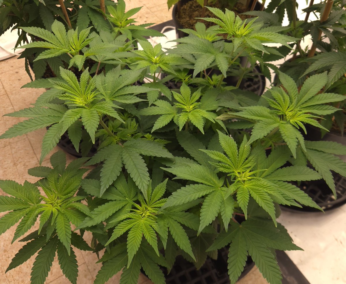 kclightup's tweet photo. These 2 beauties are Dark Passenger (TRINITY KUSH (HEIRLOOM CUT) X ROMULAN)) from @RomulanJake
Both in 3-gallon plastic containers using #koshernutrients https://t.co/rlOfpeiwQ1