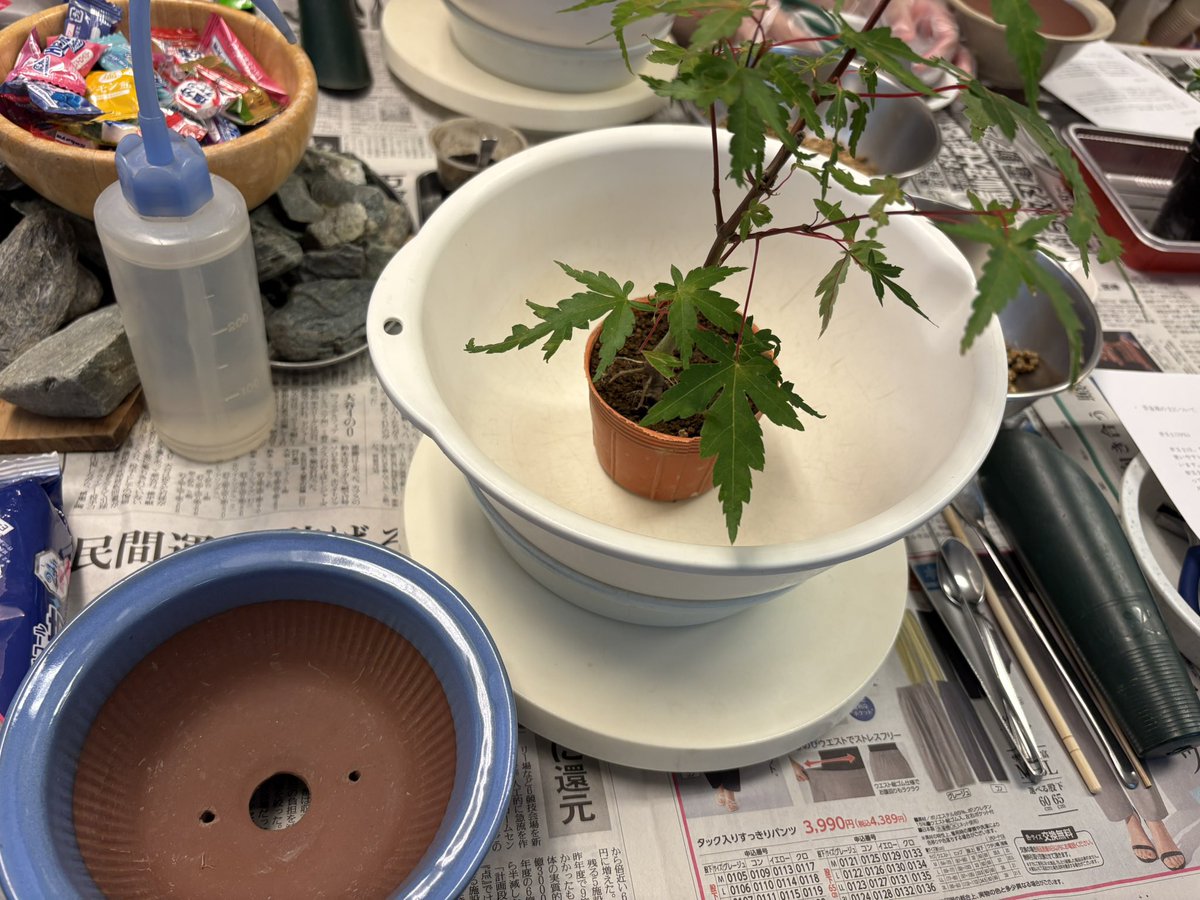 Oz_Rized's tweet photo. 盆栽作り体験してきた🍁 https://t.co/RQZrXM1W0J