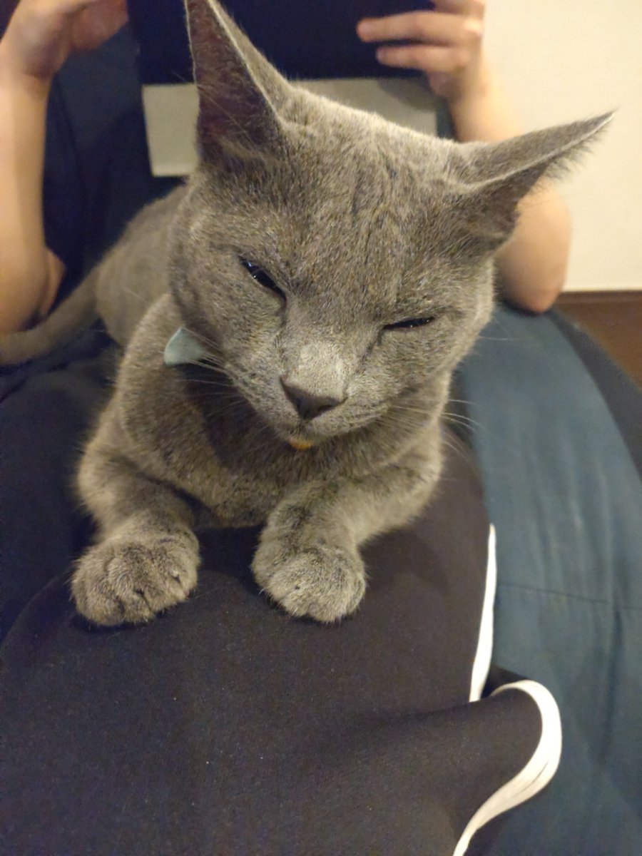 82588sssa's tweet photo. 息子に甘えて、くつろぐASHくん🐱
世界中の猫が幸せになりますように💕

#世界猫の日 https://t.co/VIpRVms8HB
