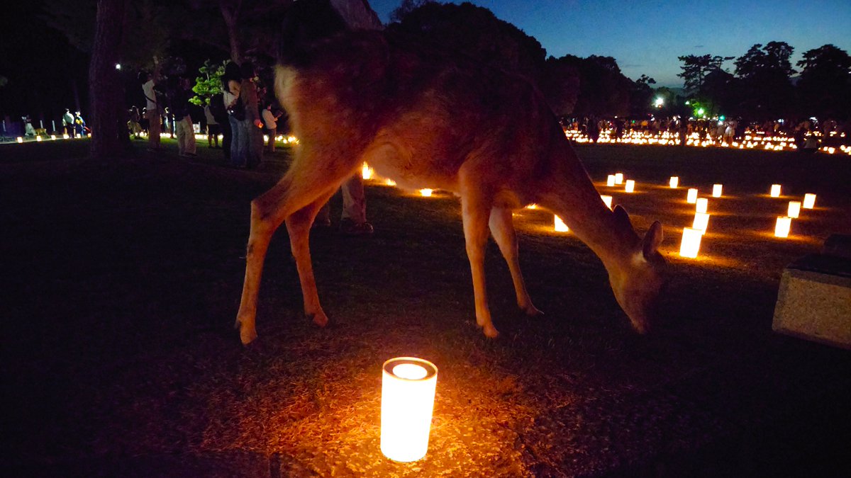 kasuga_hotel's tweet photo. こんばんわ！春日ホテルです😄
現在「奈良公園」で【なら燈花会】が行われています🔥
8/14まで毎日行われていますので
是非行ってみて下さい🥰
#なら燈花会 #なら燈花会2026 #燈花会 https://t.co/kGVcmuDhUV