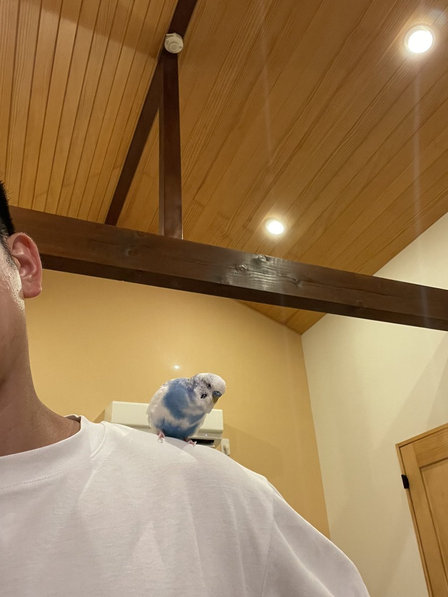 takahide_akimo's tweet photo. ラムネと夏休み旅☀️
途中、猫にも動じずw🐈
おやすみ💤🦜
#セキセイインコ https://t.co/7BCERN0PWU
