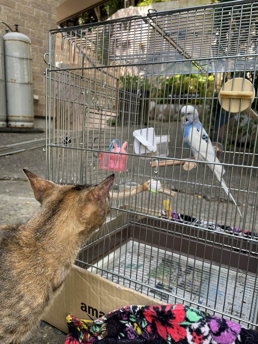 takahide_akimo's tweet photo. ラムネと夏休み旅☀️
途中、猫にも動じずw🐈
おやすみ💤🦜
#セキセイインコ https://t.co/7BCERN0PWU