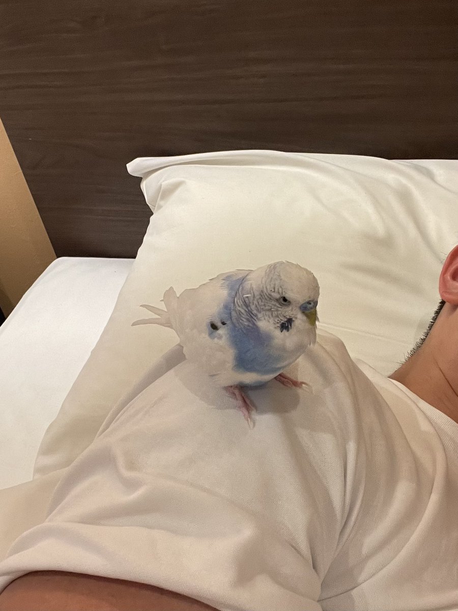 takahide_akimo's tweet photo. ラムネと夏休み旅☀️
途中、猫にも動じずw🐈
おやすみ💤🦜
#セキセイインコ https://t.co/7BCERN0PWU