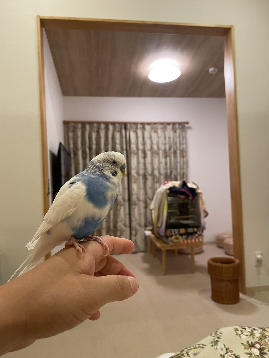 takahide_akimo's tweet photo. ラムネと夏休み旅☀️
途中、猫にも動じずw🐈
おやすみ💤🦜
#セキセイインコ https://t.co/7BCERN0PWU