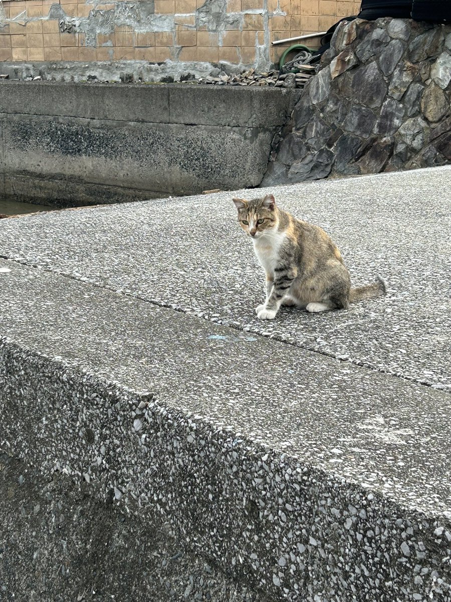 nomac63's tweet photo. 最後やりきりたい。
#チヌトップ
#猫 https://t.co/UXf4cpQqIP
