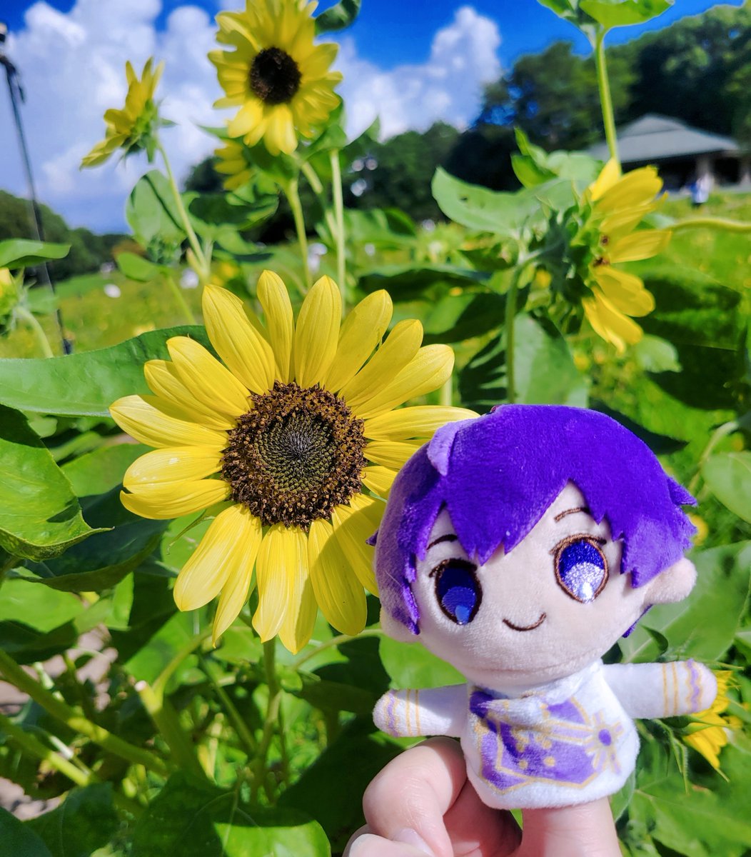 popo_nkun's tweet photo. 🌻💜 https://t.co/RC4djUwG8u