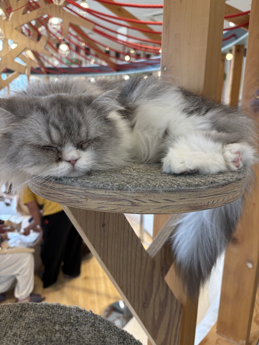 yugt7's tweet photo. 帰省前に猫カフェに行ってきた。
癒された😻 https://t.co/OWzR2jLd4l
