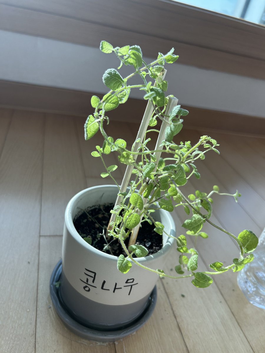 iuedelweiss's tweet photo. IU said that the plant in the pot labeled “콩나무(beanstalk)” is actually apple mint and that it was a gift from Younha sunbaenim. She said she hasn’t been able to take good care of it lately because she’s been busy, but she believes it will come back to life.

#아이유 #IU https://t.co/Z3xhaiaLU7
