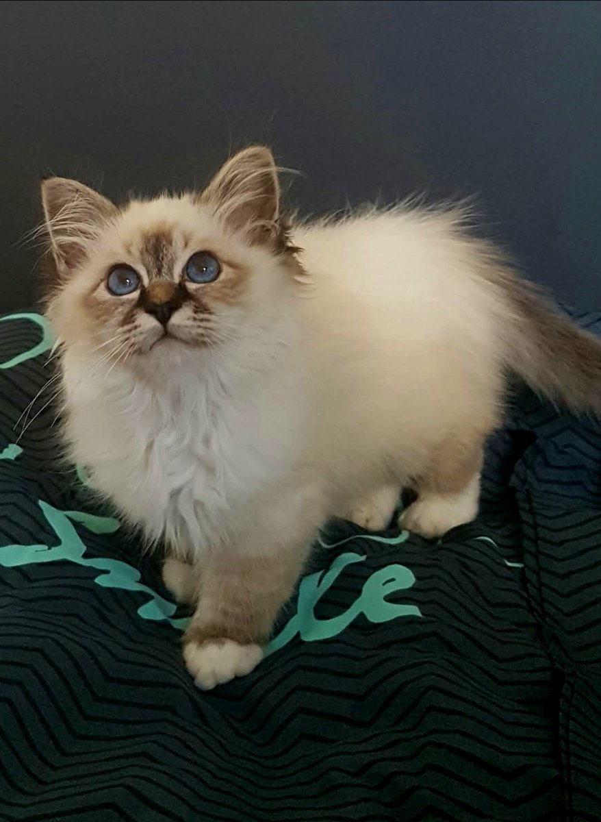 Imagyne100's tweet photo. La plus belle chose à offrir à un animal est votre amour... 🥰❤️
Un amour inconditionnel tel que le sien 💞🐱
Bisous ma puce 😘😘
#LoveCat
#JournéeInternationaleDuChat https://t.co/03yjGTgLWf