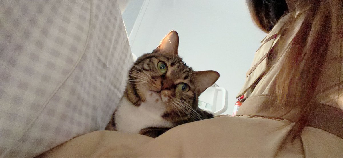 XingmoAbi's tweet photo. 比比家的好猫猫奈雅～ https://t.co/mtT6cHlI2G