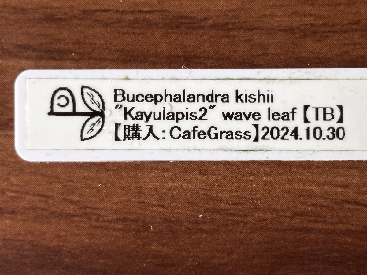 furu_ssh tweet picture