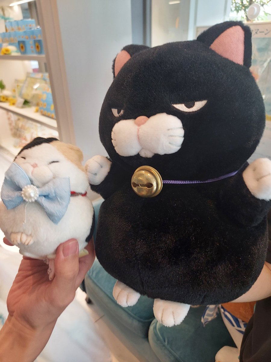 hotokeneko's tweet photo. ひげまんじゅう最高～～～～みんなかわいい～～～
最後黒豆がお見送りしてくれた～～～ https://t.co/ygdfYz3oNJ