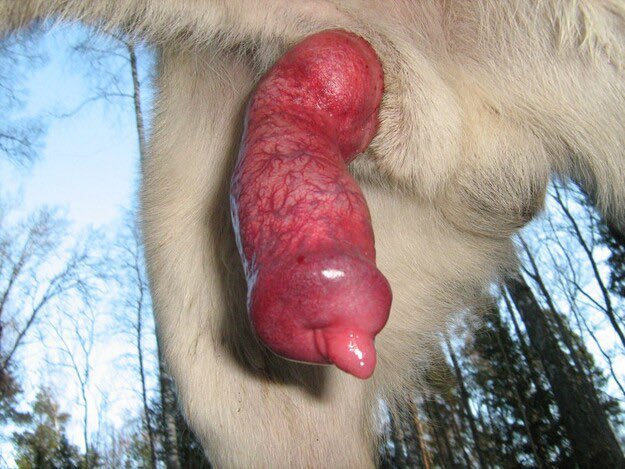 patriciawill45's tweet photo. I love it when we go ass to ass for a while after he’s done breeding my slurpy hole
New video uploaded twice a week on my channel
Premium Exclusive Contents of me and my pup
Link in bio to subscribe
#bottom #beastiality #gaped #zoophilia #zoopride #gayzoo #submissive https://t.co/hOW3lg3PJt