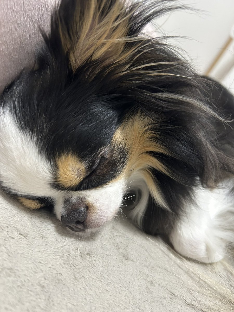 meruron1's tweet photo. 柴ちゃんがおうちに帰れたから
安心しまちた💤

#チワワ　#チワワ好き
#柴犬　#迷い犬 https://t.co/ffT5KB4rPd