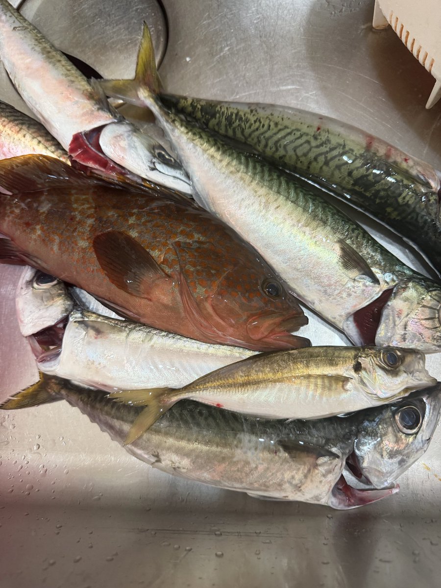 sin090427's tweet photo. 冷斬のブレードチューンで湾内SLJ🎣
表層〜中層でデカサバ！ボトムただ巻きでナイスなキジハタ釣れました👍
#jadoproducts
#邪道
#冷斬
PR
@jado_fujisawa 
@jadosw_official https://t.co/uFqBXrp2ya