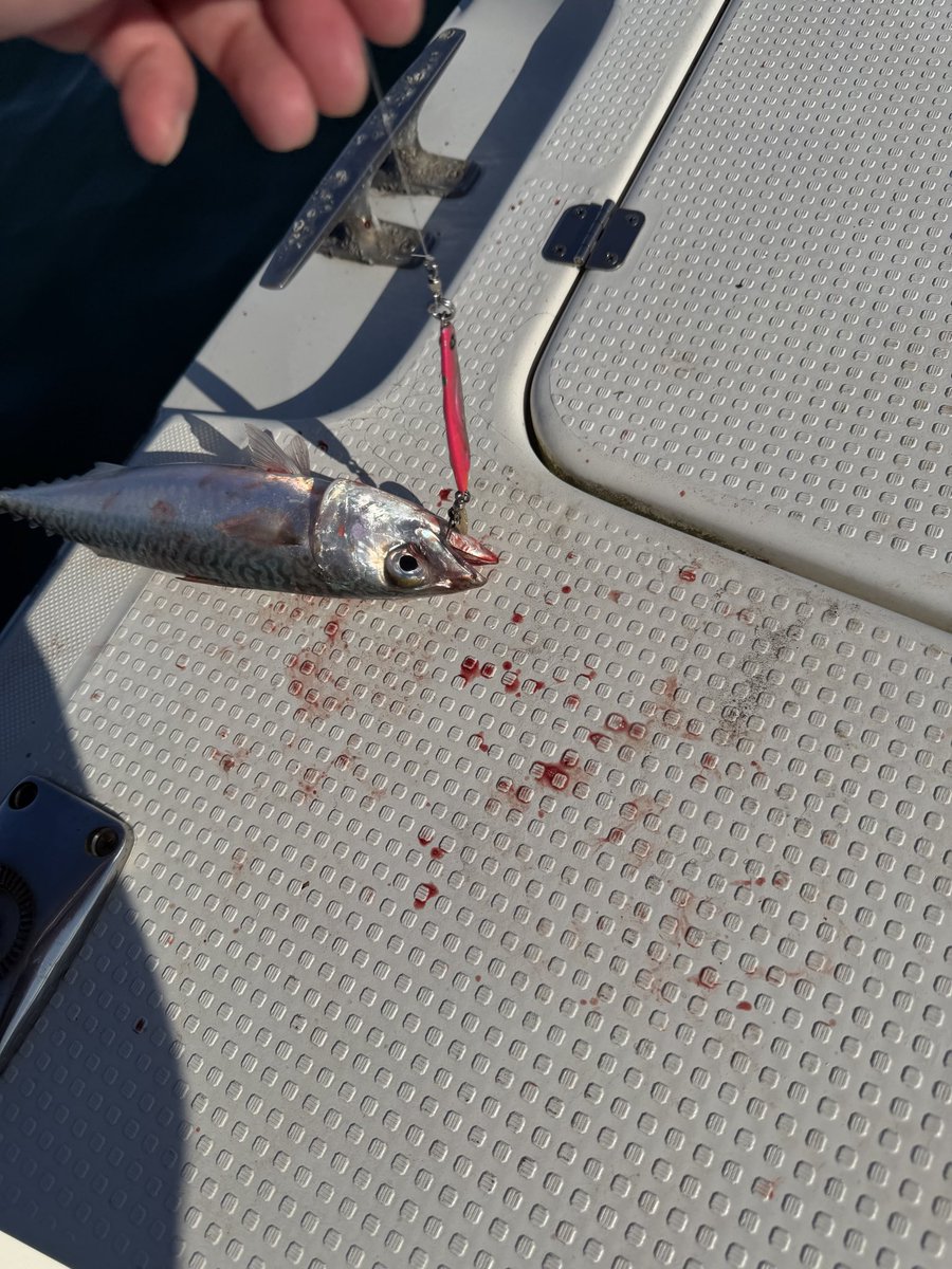 sin090427's tweet photo. 冷斬のブレードチューンで湾内SLJ🎣
表層〜中層でデカサバ！ボトムただ巻きでナイスなキジハタ釣れました👍
#jadoproducts
#邪道
#冷斬
PR
@jado_fujisawa 
@jadosw_official https://t.co/uFqBXrp2ya