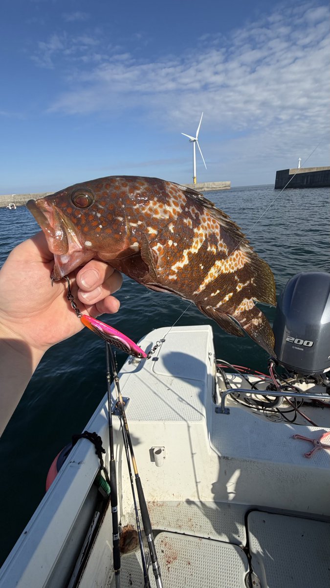 sin090427's tweet photo. 冷斬のブレードチューンで湾内SLJ🎣
表層〜中層でデカサバ！ボトムただ巻きでナイスなキジハタ釣れました👍
#jadoproducts
#邪道
#冷斬
PR
@jado_fujisawa 
@jadosw_official https://t.co/uFqBXrp2ya