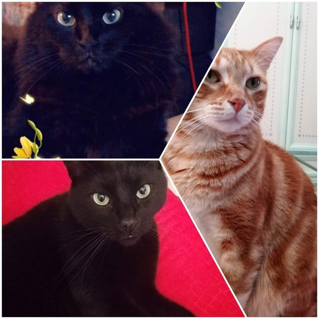 germanshepard8's tweet photo. #8agosto
GIORNATA MONDIALE DEL GATTO 😻😻😻
#HappyCaturday
#happycatday
I miei amori bellissimi😻😻😻
#Darma
#Legolas
#Bagheerah https://t.co/WpWTB0P3qg