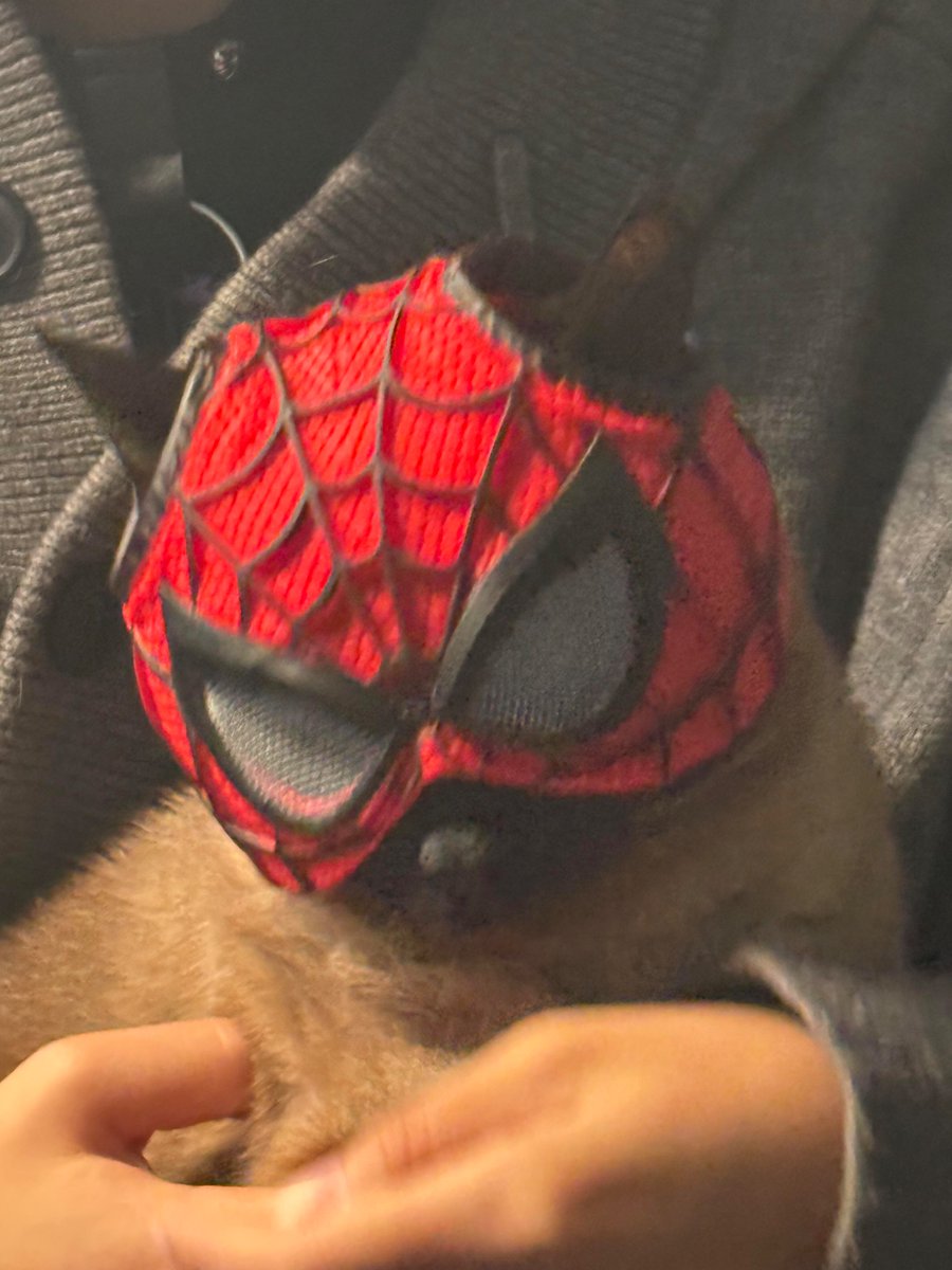 nocontextscats's tweet photo. spider-meow https://t.co/QalrxGSbTl