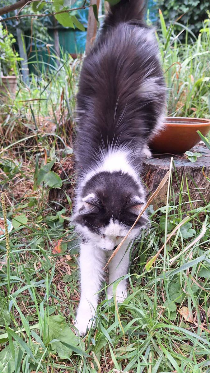 Kotomistechko's tweet photo. 8 серпня — Міжнародний день котів ❤️🐈
А у нас в Котомістечку він щодня! https://t.co/HQiu0kTDRz
