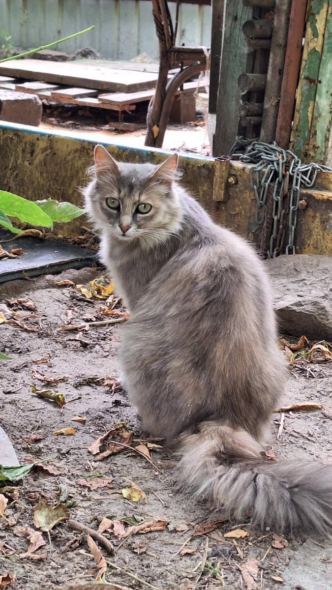 Kotomistechko's tweet photo. 8 серпня — Міжнародний день котів ❤️🐈
А у нас в Котомістечку він щодня! https://t.co/HQiu0kTDRz