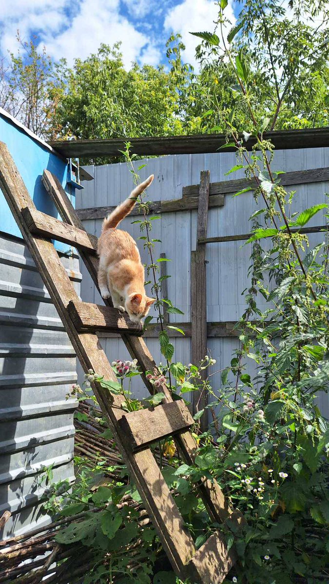 Kotomistechko's tweet photo. 8 серпня — Міжнародний день котів ❤️🐈
А у нас в Котомістечку він щодня! https://t.co/HQiu0kTDRz