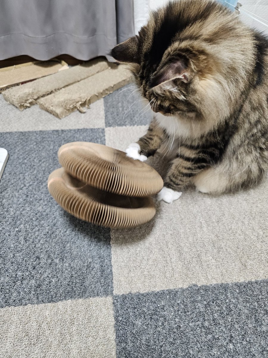 sky0o00's tweet photo. 世界猫の日に友だちから誕生日プレゼントが届きました！ありがとーありがとー！
いただいたプレゼントの使い方がいまいち分かってないお猫様と、少し理解したお猫様と、背後の悲しき残骸に見える爪とぎです。
捨てようとすると引き止められるので、とりあえず気が済むまでおいてあります……捨てたいw https://t.co/x2J8qqUzEn